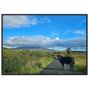 Cuilcagh Lone Calf - Wooden Framed Matte Poster Print