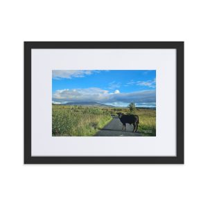 Cuilcagh Lone Calf. 40x30cm / 16×12″ Frame